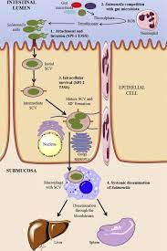 A Comprehensive Review Of Non Enterica Subspecies Of Salmonella Enterica Sciencedirect
