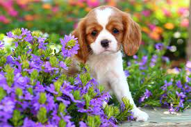 But some flowers are poisonous to dogs. Common Plants Toxic To Your Dog Australian Dog Lover