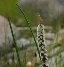 Image result for Juncaginaceae