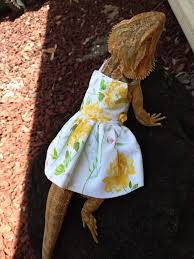 Most owners call their bearded dragons 'beardies' and 'dragon pets'. Yellow Bearded Dragon Dress Made In America