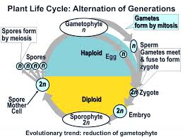 Maybe you would like to learn more about one of these? Kingdom Plantae Kingdom Plantae An Evolutionary History Of Plants Ppt Download
