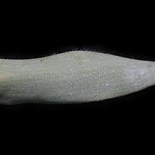 Image result for Perotis patens