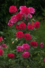 Pin By Sai Akhila On Rozy Flowers Red Roses Rose