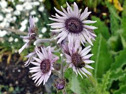 Image result for Berkheya speciosa