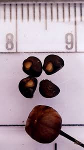 Image result for Xenostegia alatipes