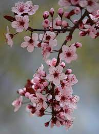 Cherry Blossoms Cherry Blossom Flowers Pretty Flowers Blossom Trees