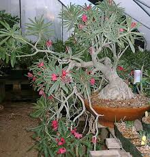 Image result for Adenium swazicum