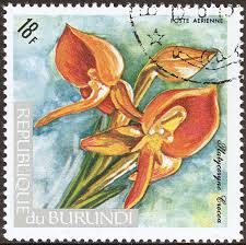 Image result for Platycoryne crocea