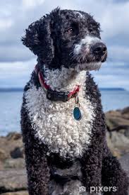 Image result for americký vodní španěl