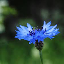 Cornflower Blue By Dsfotods On Deviantart Blue Flower Wallpaper Flowers Photography Wallpaper Trendy Flowers