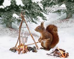 Geburtstagsgrüße glückwünsche und grüße zum geburtstag. Dreamies De Wintergarten Ideen Susse Tiere Lustiges Eichhornchen Tiere