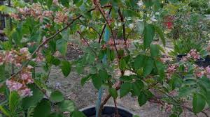 Potensi budidaya belimbing madu di indonesia sendiri juga cukup tepat. Tanaman Belimbing Dalam Pot 6 Bulan Berbuah Dan Berbunga Lebat Youtube