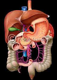 In der gallenblase können gallensteine entstehen, die weitere unangenehme erkrankungen zur folge. Medidesign Frank Geisler Bild Anatomie Organe Im Bauchraum Abdomen Mit Leber Gallenblase Magen Pankreas Dunndarm Dickdarm Und Milz
