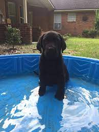 Black Lab 9 Weeks Old Labradorretrievers Cutepuppylabs Labrador Retriever Labrador Dog Labrador Retriever Puppies