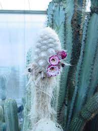 Get answers from rainbow gardens cactus nursery staff and past visitors. Cactus Nurseries