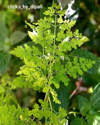 Image result for Moringaceae