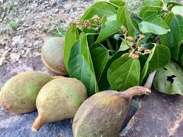 Image result for Pterygota