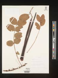 Image result for Cassia angolensis