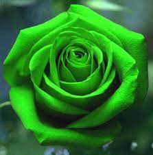 epingle sur flowers