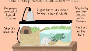 Many small species of aquatic turtles are considered a dwarf turtle for sale. Why Your Pet Turtle Needs Clean Tank Water