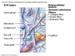 They also cushion the organs and fill spaces. Definition Of Connective Tissue A Tissue Of Mesodermal