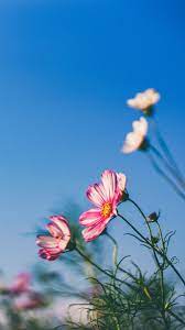 Two gray butterflies on yellow flowers. Spring Flowers Cosmos 1242x2688 Iphone 11 Pro Xs Max Wallpaper Background Picture Image
