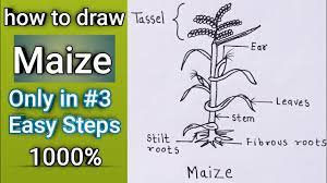Plant ford ranger front suspension diagram. How To Draw Maize Plant Step By Step Easily Way In Simple Steps 1000 Youtube