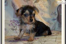 Pretty Little Female Chorkie Cute Dogs Cute Puppies Puppies
