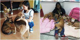 We rescue dogs of all breeds, all ages, all medical issues, and provide the love, medical care, socialization and training they need to be happy, healthy and loving. 5 Things You Need To Know About This M Sian Dog Shelter That Cares For 200 Dogs World Of Buzz