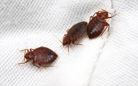 It's the best do it yourself pest control solution out there. Why Bed Bugs Are Nearly Impossible To Eliminate On Your Own
