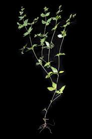 Image result for Blepharis maderaspatensis