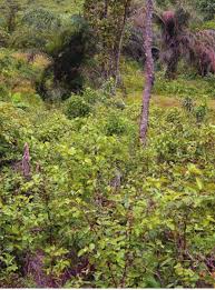 Image result for Eriosema tisserantii