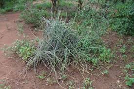 Image result for Cynanchum orangeanum