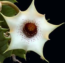 Image result for Huernia