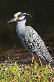 Birds That Sing At Night In Florida Yellow Crested Night Heron Bird Species Sea Birds Heron