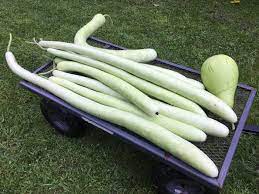They get really heavy… the plant and all its fruit are very water heavy. 15 To 100 Cucuzzi Cucuzza Gagootza Serpente Di Sicilia Etsy
