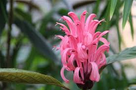 Image result for Justicia carnea
