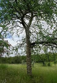 Image result for Commiphora viminea