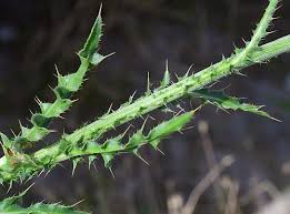 Image result for Carduus nyassanus