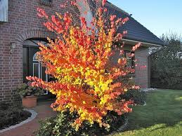 Lebkuchenbaum Cercidiphyllum Japonicum Gunstig Online Kaufen Straucher Garten Garten Baume Garten