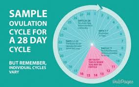 Although a missed period can be confusing, having an understanding of the menstrual cycle and the body can help clarify this situation. Pin On Daily Lady Health