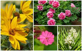 These types of flowers are hardy to our area. 17 Full Sun Perennials For Your Garden Photos Garden Lovers Club