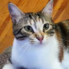 Ozlem Eren Adli Kullanicinin My Cats My Dogs My Life Panosundaki Pin