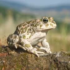 Här förklarar vi hur du ser skillnad på en ofarlig snok och en svart huggorm, hur du ska agera om du eller ditt barn blir bitet, hur farligt det är och vad som händer om din hund eller katt drabbas. List Of Amphibians And Reptiles Of Sweden Wikipedia