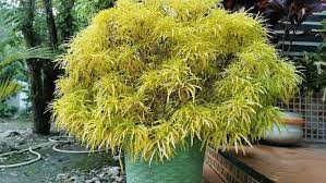 Walaupun namanya berasal dari sayuran, tanaman ini dijadikan sebagai hiasan rumah. 5 Pilihan Tanaman Hias Dengan Unsur Kuning Pada Daun