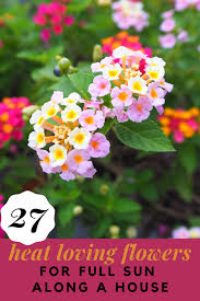 Once you've planted your containers, it just takes a little bit of maintenance to. 27 Annuals And Perennials That Survive Thrive In Intense Heat Shifting Roots