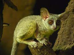 Senegal Bushbaby The Parody Wiki Fandom
