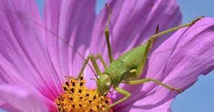 Common Insects On Cosmos Treating Pests On Cosmos Plants Cosmos Plant Plant Pests Plants