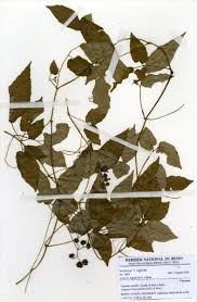 Image result for Cayratia gracilis