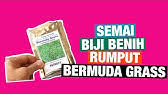 Dua jenis lainnya biasanya digunakan sebagai ranaman penguar. Suket Grinting Atau Rumput Bermuda Bermuda Grass Cynodon Dactylon Youtube